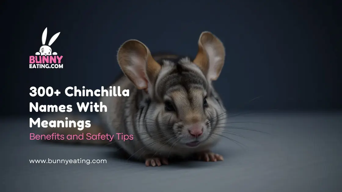 300+ Chinchilla Names With Meanings