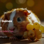 Can My Guinea Pig Eat Grapes?