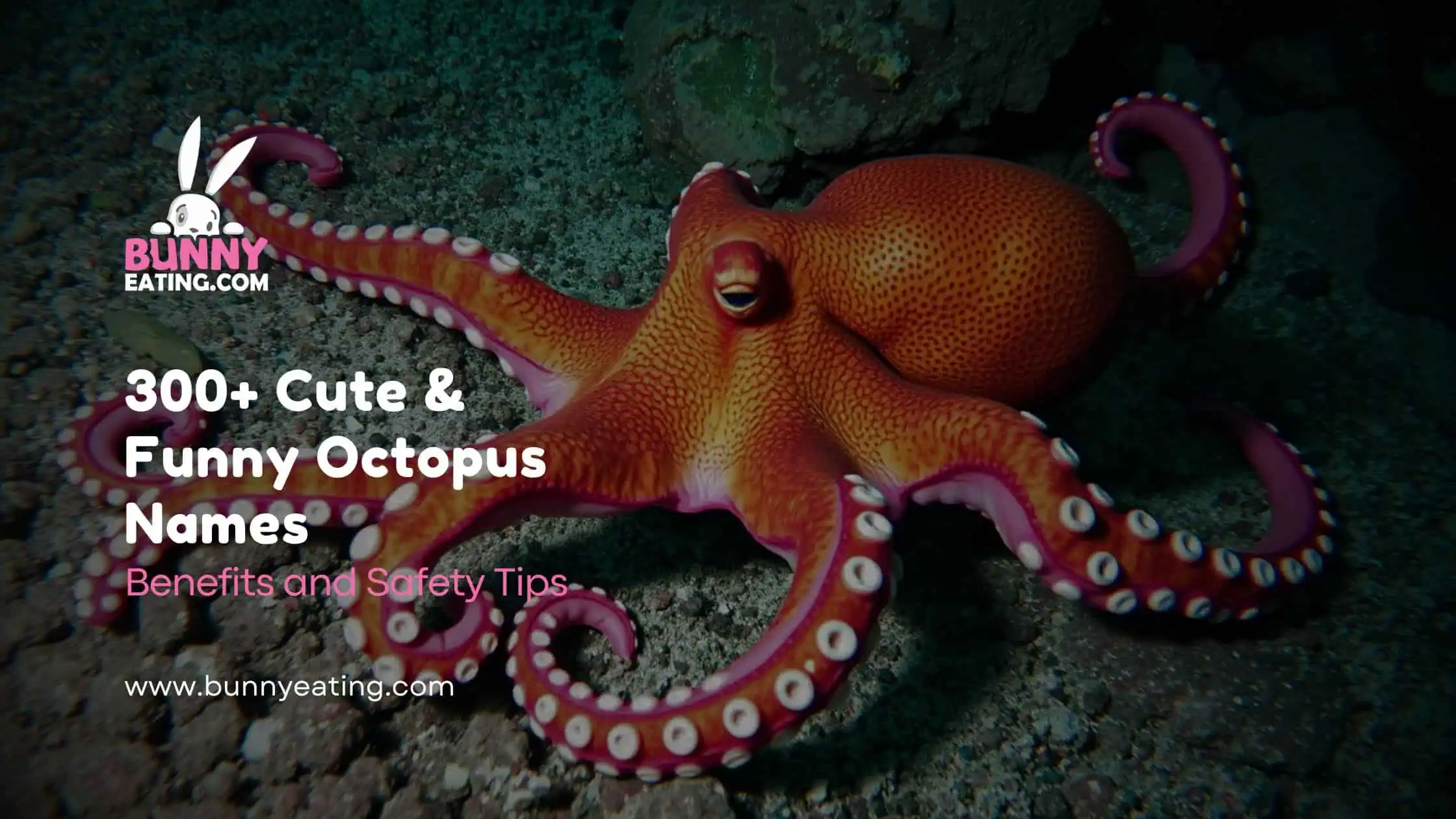 300+ Cute & Funny Octopus Names