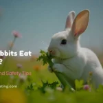 Can Rabbits Eat Celery?