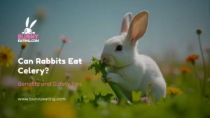 Can Rabbits Eat Celery?