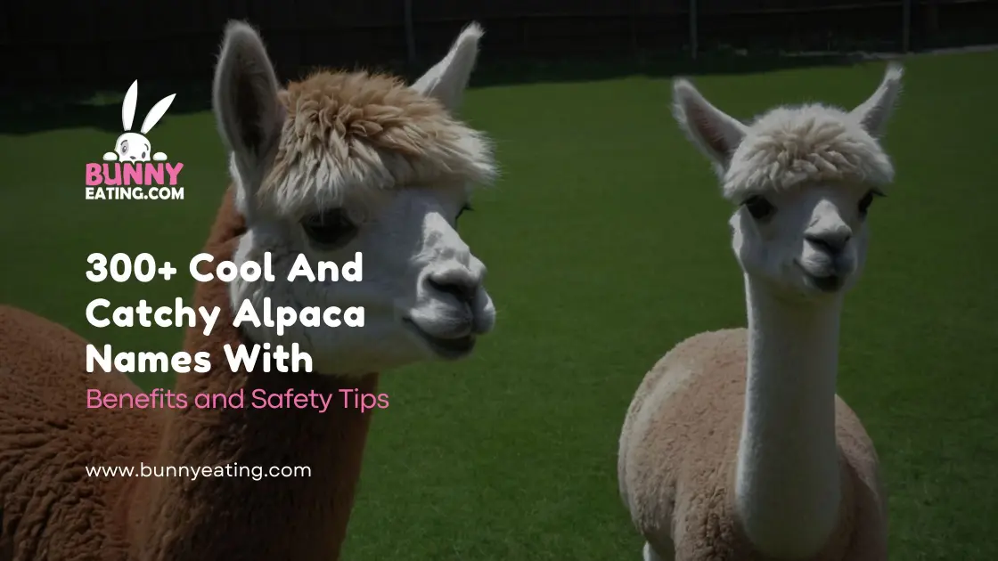 300+ Cool And Catchy Alpaca Names With