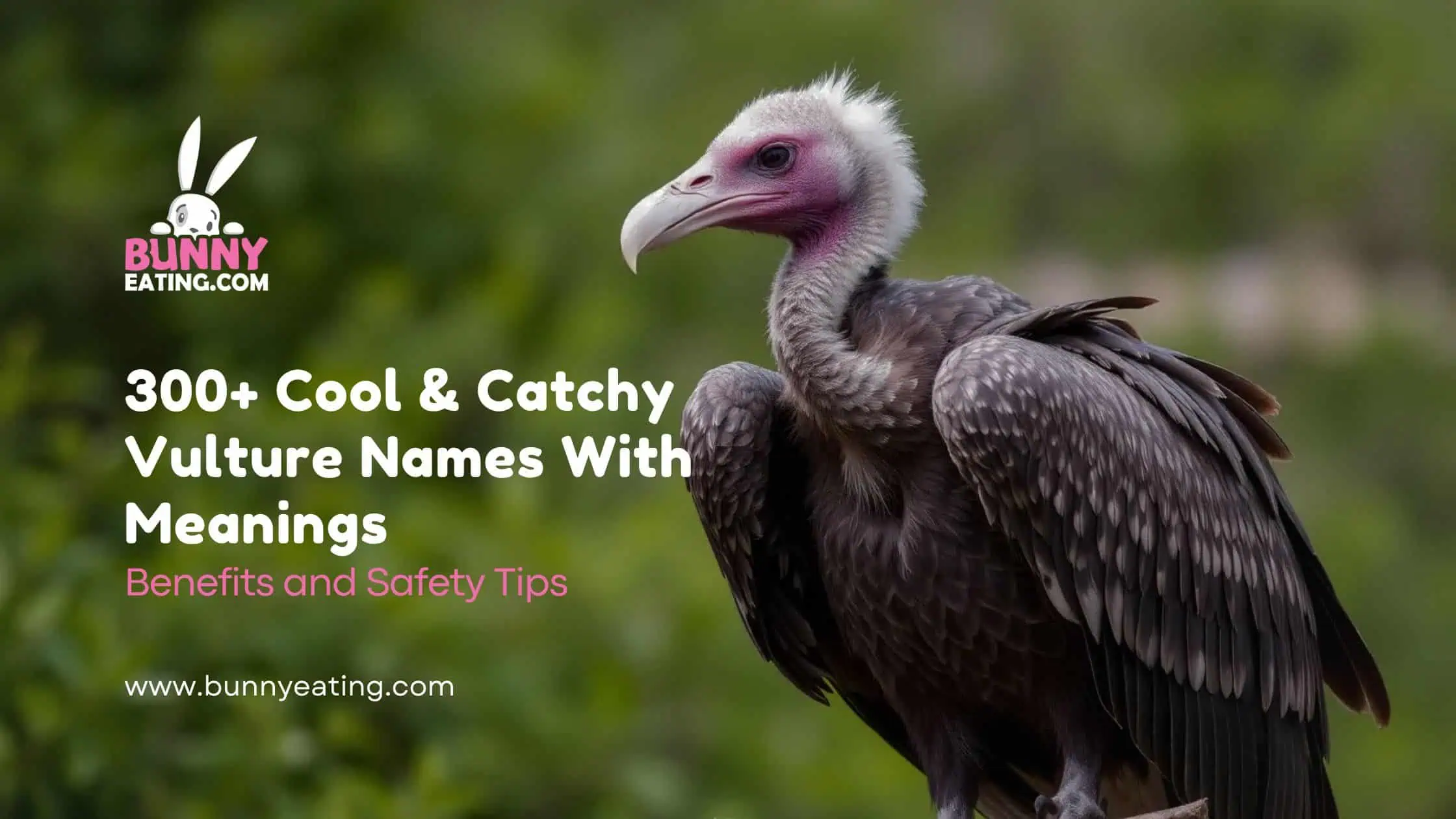 300+ Cool & Catchy Vulture Names With Meanings