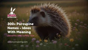 300+ Porcupine Names - Ideas With Meaning