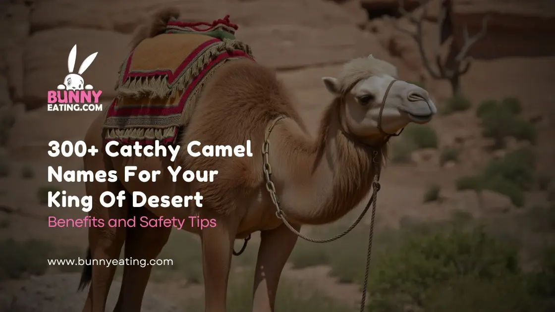 300+ Catchy Camel Names For Your King Of Desert