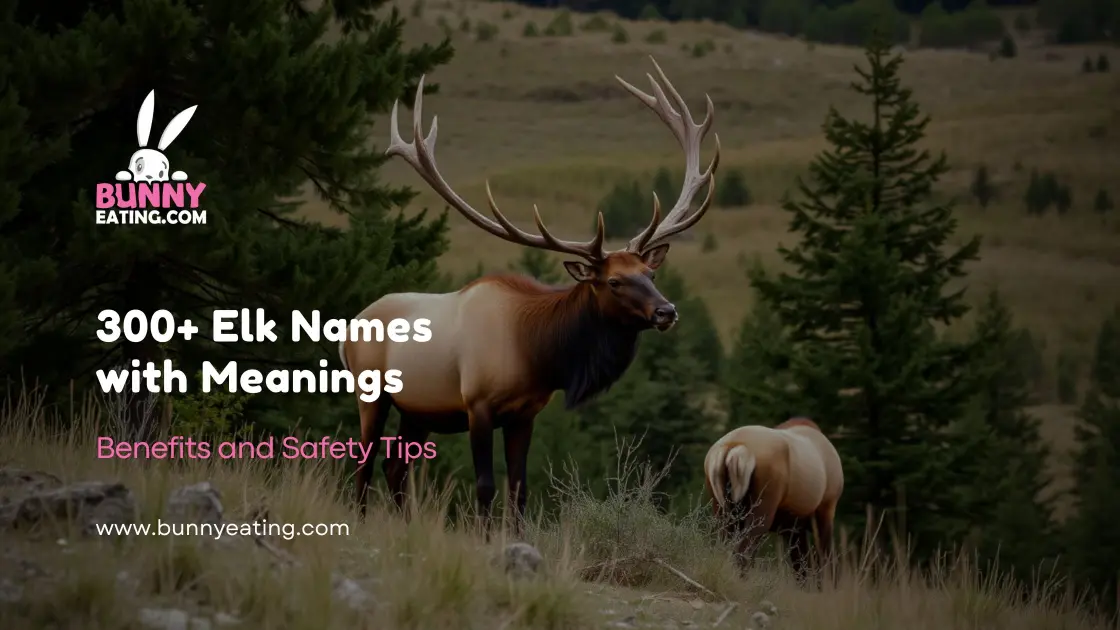 300+ Elk Names with Meanings