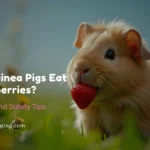 Can Guinea Pigs Eat Strawberries?