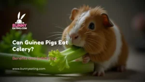 Can Guinea Pigs Eat Celery? (With Infographic)