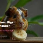 Can Guinea Pigs Eat Bananas