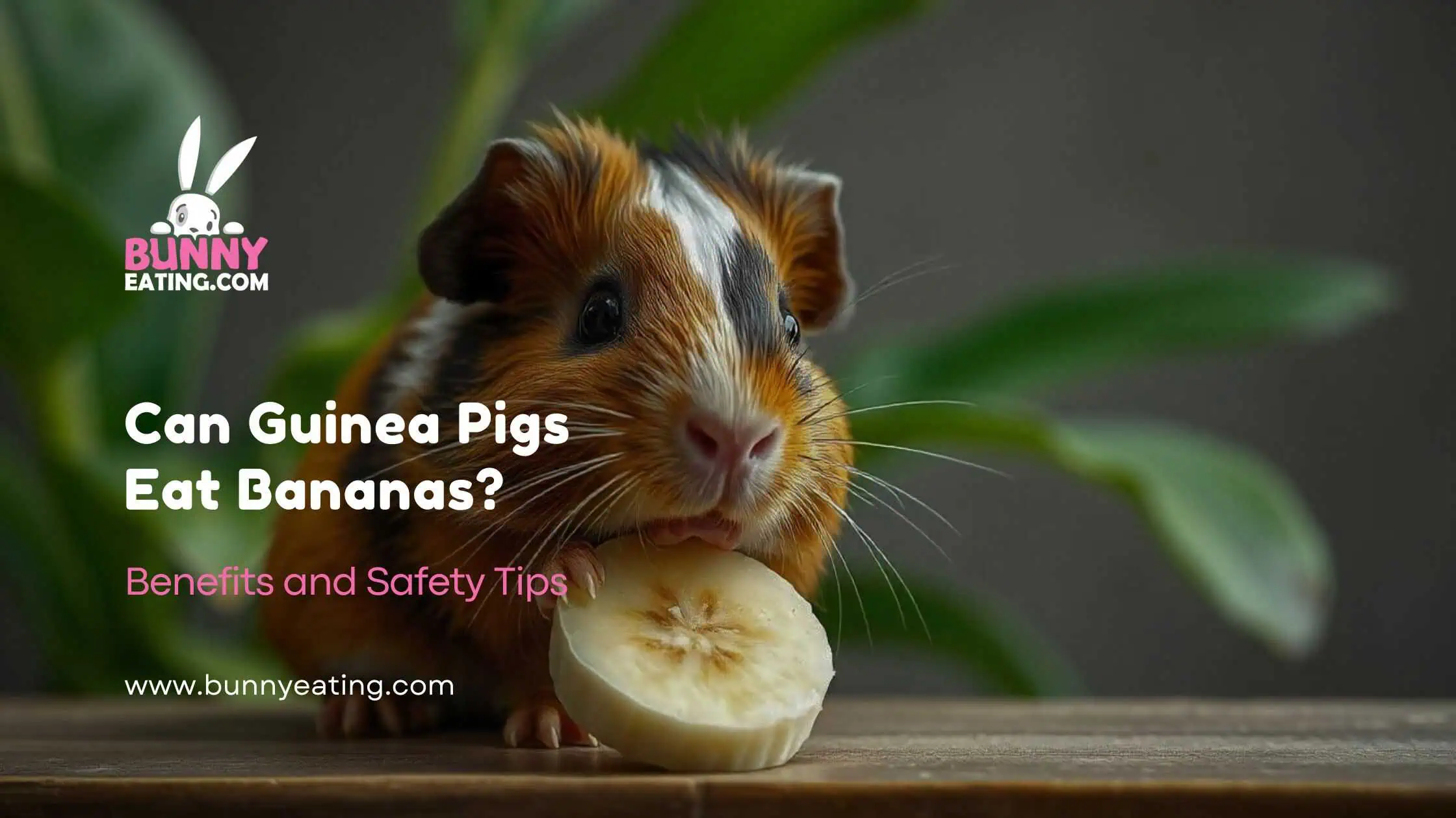 Can Guinea Pigs Eat Bananas